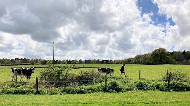 cows